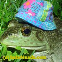 /home//u458753944/public_html/sourcegallery//Frogs/More bullfrogs/P6020090.JPG